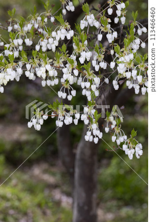 Daeda Dunziae Daeda Dunziae 113466460