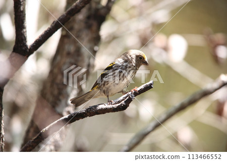 Common Finch 113466552