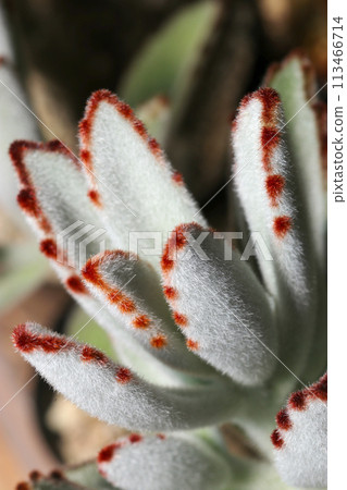Kalanchoe tomentosa (Tsukitoji) 仙人掌的宏觀特寫。 Kalanchoe tomentosa (Tsukitoji) 仙人掌的宏觀特寫。 113466714