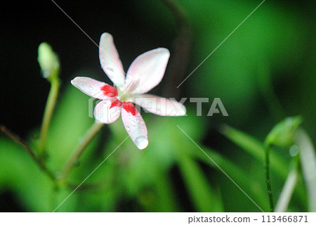 The pretty flowers of the genus Melilot 113466871