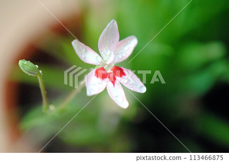 The pretty flowers of the genus Melilot The pretty flowers of the genus Melilot 113466875