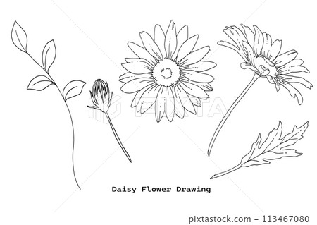 雛菊花手繪線條描插圖集 113467080