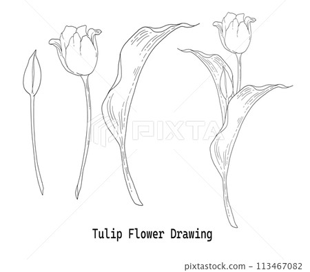 鬱金香花手繪線畫插圖集 113467082