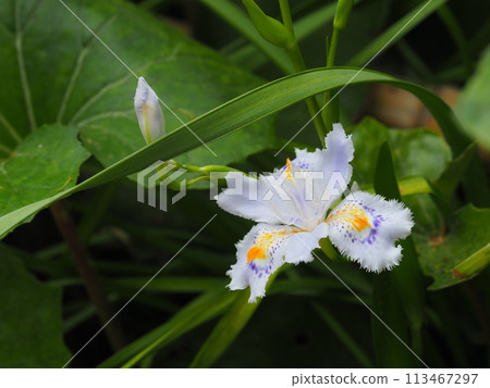 白色chaga花 113467297