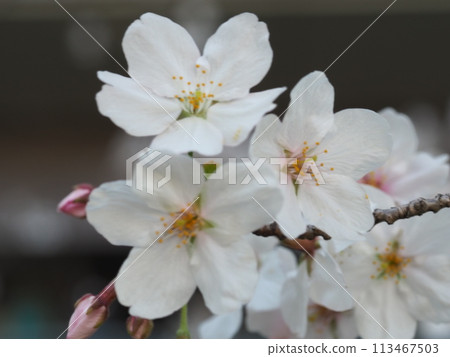 吉野櫻花盛開 吉野櫻花盛開 113467503