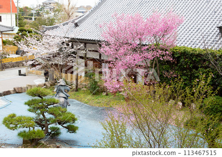 Cherry blossoms in full bloom at Sumadera Temple Garden, Kobe, Genpei Garden Cherry blossoms in full bloom at Sumadera Temple Garden, Kobe, Genpei Garden 113467515