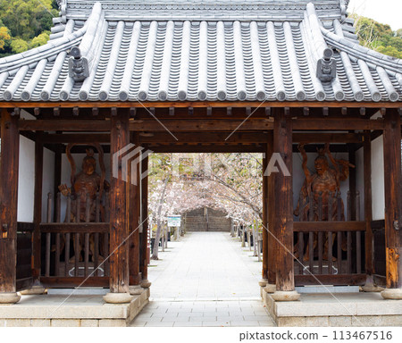 Cherry blossoms in full bloom at the Sanmon gate of Suma-dera Temple in Kobe 113467516