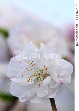 Pretty pink and white weeping peach flowers against a blue sky background (natural backlight + strobe, macro close-up) 113467586