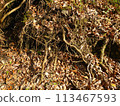 落葉和樹的根 113467593
