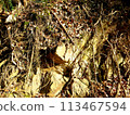 岩石、樹根和枯葉 113467594