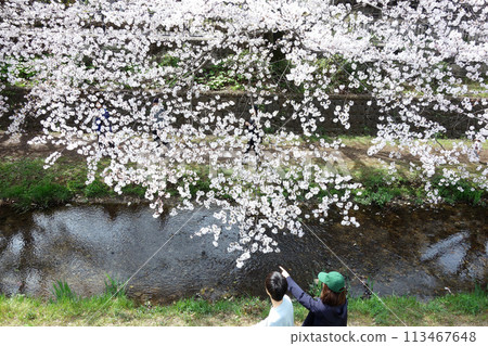Cherry blossoms along the Nogawa River in Koganei, Tokyo (Nishinobashi Bridge ←→ Bentenbashi Bridge) 113467648