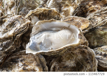 Fresh and tasty raw oysters 113467729