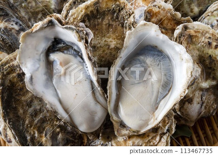 Fresh and tasty raw oysters 113467735