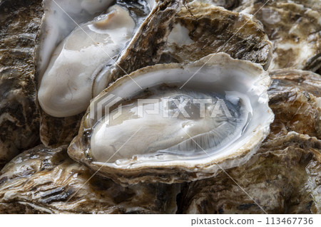 Fresh and tasty raw oysters 113467736