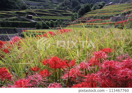 水稻梯田秋天 水稻梯田秋天 113467760