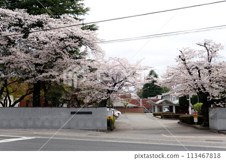 櫻花在校園裡 113467818