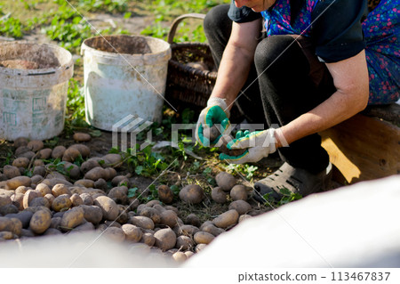 Worker are engaged in sorting freshly harvested potatoes outdoors. The farmer carefully collects the potatoes from the farmland, the essence of agriculture, harvest, and cultivation Worker are engaged in sorting freshly harvested potatoes outdoors. The farmer carefully collects the potatoes from the farmland, the essence of agriculture, harvest, and cultivation 113467837