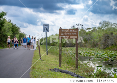 American alligator sitting along a footpath from Otter Cave Hammock Trail at the Everglades National Park 113467879