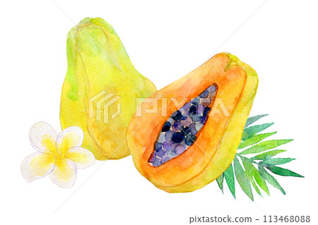 Papaya illustration watercolor illustration 113468088