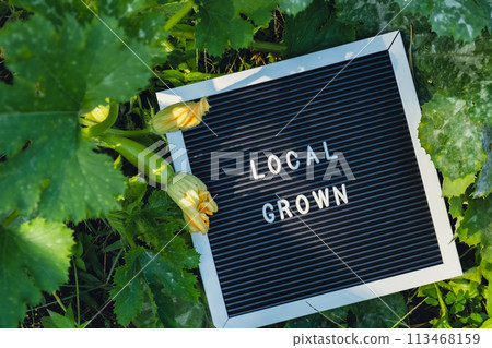 Letter board with text LOCAL GROWN on background of garden bed with zucchini. Organic farming, produce local vegetables concept. Supporting local farmers Letter board with text LOCAL GROWN on background of garden bed with zucchini. Organic farming, produce local vegetables concept. Supporting local farmers 113468159