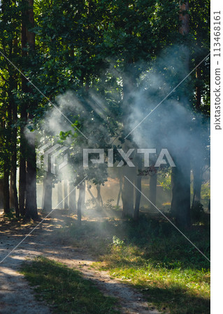 Beautiful smoke fog in trees forest. Sunbeams through morning haze. Magical foggy Forest or Park. Deep shadows 113468161