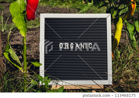 Letter board with text ORGANIC on background of garden bed with bell pepper. Organic farming, produce local vegetables concept. Supporting local farmers Letter board with text ORGANIC on background of garden bed with bell pepper. Organic farming, produce local vegetables concept. Supporting local farmers 113468175