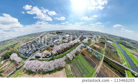 "Saitama Prefecture" Spring Minuma rice field photographed with a 360 degree camera, Sakura Corridor 113468205