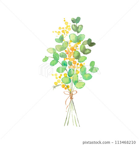 Watercolor painting. Mimosa vector illustration with watercolor touch. Bouquet of mimosa flowers. Watercolor painting. Mimosa vector illustration with watercolor touch. Bouquet of mimosa flowers. 113468210
