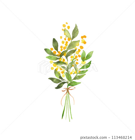 Watercolor painting. Mimosa vector illustration with watercolor touch. Bouquet of mimosa flowers. 113468214