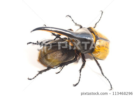 大力神甲蟲大力神大力神男性和女性白色背景 113468296