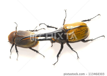 大力神甲蟲大力神大力神男性和女性白色背景 113468303