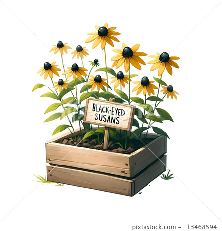 Black-eyed Susan in the box 113468594
