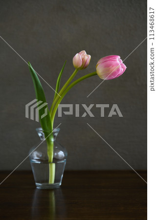 Tulip living in a vase 113468617