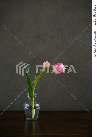 生活在花瓶裡的鬱金香 113468619