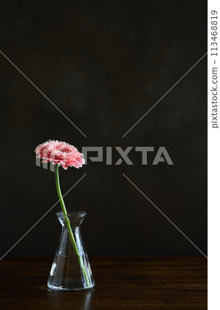 gerbera in a vase 113468819