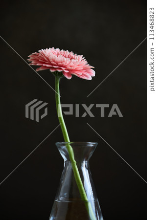 gerbera in a vase 113468823