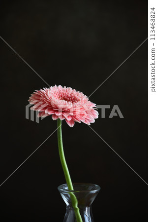 gerbera in a vase 113468824