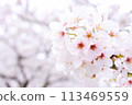 櫻花在粉紅色的氛圍中緊密排列 113469559