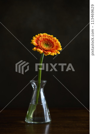 gerbera in a vase gerbera in a vase 113469629