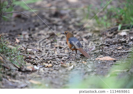 西里伯斯山畫眉 113469861