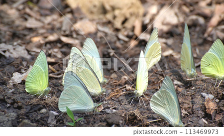 Group of yellow butterfly setting on ground. Group of yellow butterfly setting on ground. 113469973