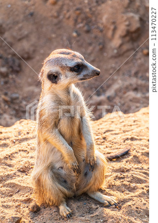 Meerkat, Suricata suricatta, on hind legs. Portrait of meerkat standing on hind legs with alert expression. Portrait of a funny meerkat sitting on its hind legs. 113470227