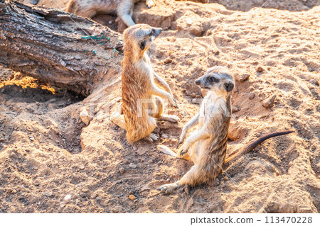 A group of cute meerkats. Meerkat Family are sunbathing. A group of cute meerkats. Meerkat Family are sunbathing. 113470228