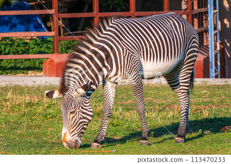 Grevy's zebra, lat Equus grevyi, also known as the imperial zebra eats green grass. 113470233