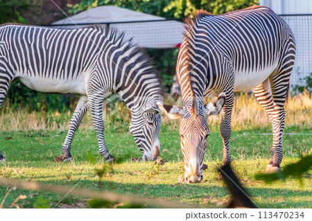 Grevy's zebra, lat Equus grevyi, also known as the imperial zebra eats green grass. Grevy's zebra, lat Equus grevyi, also known as the imperial zebra eats green grass. 113470234