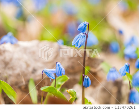 Siberian squill, wood squill, Scilla siberica meadow plant with blue blossom in grass. Spring flower background 113470261
