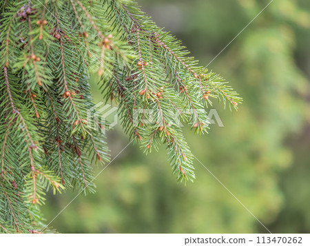 Closeup of fir branches with young buds. Spring nature concept. Fir branches with fresh shoots 113470262