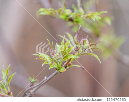 Small buds of sambucus racemosa in early spring time. Small buds of sambucus racemosa in early spring time. 113470263