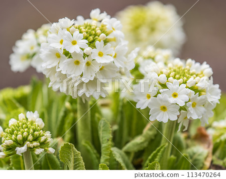 White flower Primula denticulata (drumstick primrose) in spring garden White flower Primula denticulata (drumstick primrose) in spring garden 113470264