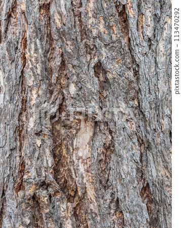 The bark of an old tree. Larch bark. The bark of an old tree. Larch bark. 113470292